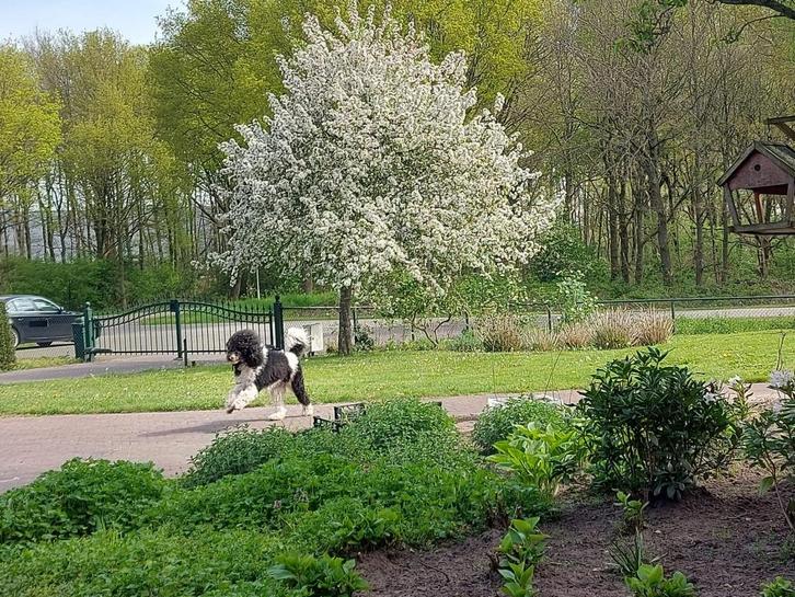 Honden pension opvang, Diensten en Vakmensen, Dieren | Honden | Verzorging, Oppas en Les, Pension of Dagopvang