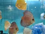Panthera Leopard Discus, Symphysodon Discus, Vis, Zoetwatervis