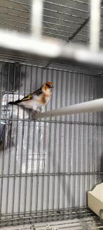 Majoor Putter, Dieren en Toebehoren, Mannelijk, Wildzangvogel