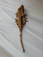 Ze zijn er weer! Diverse prachtige wimpergekko babys!, Dieren en Toebehoren, Hagedis, Tam, 0 tot 2 jaar