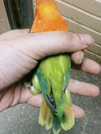 Prachtige piep jonge agapornis fisheri opaline d groen, Vrouwelijk, Dwergpapegaai of Agapornis, Geringd