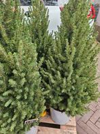 Conica kerstboompje 110cm hoog, leuk voor bij de deur!, Ophalen, Overige soorten, Minder dan 100 cm