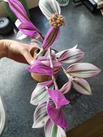 Tradescantia nanoek, Huis en Inrichting, Kamerplanten, Ophalen of Verzenden, Overige soorten, Minder dan 100 cm