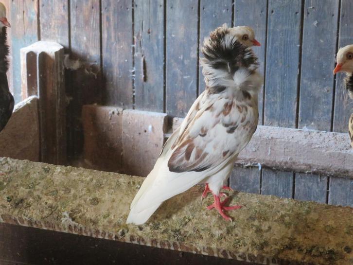 2 mooie 3 kleurige oud hollandse kapucijnen sierduiven, Dieren en Toebehoren, Vogels | Duiven, Overige soorten, Meerdere dieren