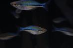 Blauwe Regenboogvis, Dieren en Toebehoren, Vissen | Aquariumvissen, Vis, Zoetwatervis, Schoolvis
