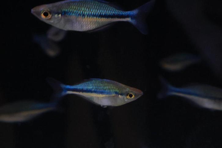 Blauwe Regenboogvis, Dieren en Toebehoren, Vissen | Aquariumvissen, Zoetwatervis, Vis, Schoolvis