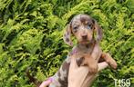 Prachtige dwerg teckel pups choco merle, Dieren en Toebehoren, Nederland, CDV (hondenziekte), 8 tot 15 weken, Korthaar