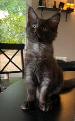 XXL Maine Coon Kittens beschikbaar €1450 met stamboom, Dieren en Toebehoren, Meerdere dieren, Met stamboom