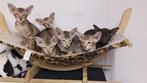Oosterskorthaar Poesje choc tabby spottet, Dieren en Toebehoren, Katten en Kittens | Raskatten | Korthaar, Poes, Ingeënt