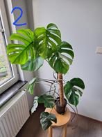 Monstera variegata, Ophalen, Volledige schaduw, 100 tot 150 cm, Overige soorten