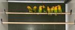 Yellowface fischeri (uitverkocht), Dieren en Toebehoren, Vogels | Parkieten en Papegaaien, Dwergpapegaai of Agapornis