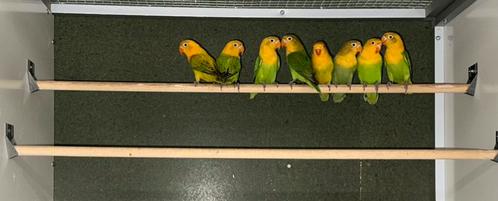 Yellowface fischeri (uitverkocht), Dieren en Toebehoren, Vogels | Parkieten en Papegaaien, Dwergpapegaai of Agapornis