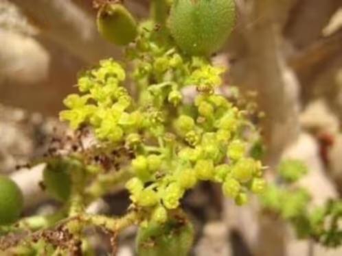 Caudex Cyphostemma Uter oorsprong uit Namibië potmaat 17cm, Huis en Inrichting, Kamerplanten, Overige soorten, 100 tot 150 cm