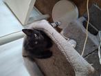 Kitten kater aangeboden, Dieren en Toebehoren, Ophalen of Verzenden