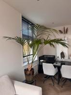 Kentia Palm inclusief pot, Ophalen, Halfschaduw, Minder dan 100 cm