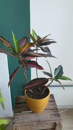 Kleurrijke kamerplant croton, Ophalen, Overige soorten, Halfschaduw, In pot