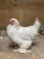 Cochin parel grijs, Dieren en Toebehoren, Pluimvee, Vrouwelijk, Kip