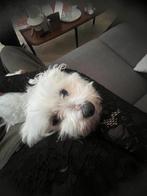 Maltezer teefje – interesse in puppy’s + gezocht dekreu(Frl), Parvo, Maltezer, Teef, Eén hond
