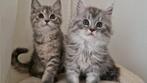Britse en maincoon kittens, Dieren en Toebehoren, Meerdere dieren, Ontwormd, 0 tot 2 jaar