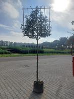 LEIBOMEN ACTIE! leiboom leilinde laurier Olijfwilg steeneik, Tuin en Terras, Ophalen, Volle zon, Overige soorten, Minder dan 100 cm