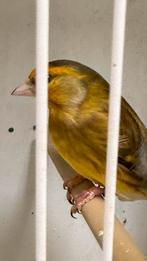 Baastard putters 2025 Mannen, Dieren en Toebehoren, Mannelijk, Wildzangvogel