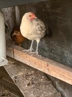 Gezocht 2 krielhennetjes assendelfter zilverpel, Dieren en Toebehoren, Pluimvee, Vrouwelijk, Kip