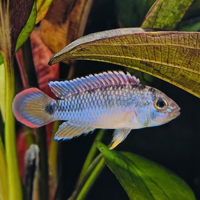 Apistogramma nijsseni, Dieren en Toebehoren, Vissen | Aquariumvissen, Vis