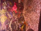Guppies, Dieren en Toebehoren, Vis
