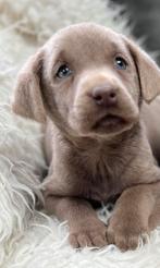 Labrador, Dieren en Toebehoren, Honden | Retrievers, Spaniëls en Waterhonden, Nederland, CDV (hondenziekte), 8 tot 15 weken, Labrador retriever