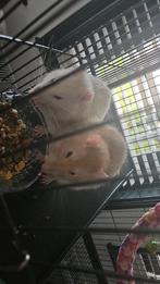 Tamme Ratten met Kooi, Dieren en Toebehoren, Rat, Mannelijk, December, Tam
