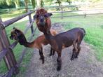 2 kleur alpacca hengst geschikt als dekhengst, Mannelijk, Voor 1 juli 2024