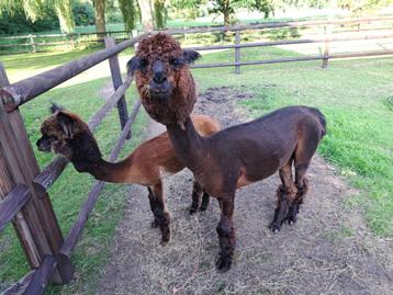2 kleur alpacca hengst geschikt als dekhengst beschikbaar voor biedingen