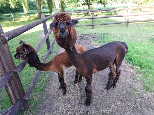 2 kleur alpacca hengst geschikt als dekhengst, Dieren en Toebehoren, Overige Dieren, Mannelijk