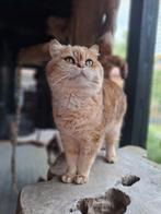 Black golden Britse korthaar, Dieren en Toebehoren, Katten en Kittens | Raskatten | Korthaar, Kater, Gechipt, 6 jaar of ouder