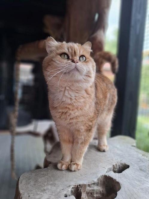 Black golden Britse korthaar, Dieren en Toebehoren, Katten en Kittens | Raskatten | Korthaar, Kater, 6 jaar of ouder, Gechipt