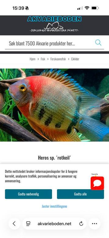 Heros severum rotkeil beschikbaar voor biedingen