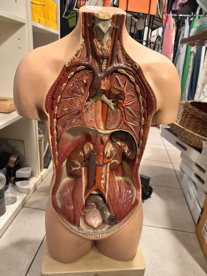 Anatomisch Model van een Menselijk Torso, Hobby en Vrije tijd, Cursusmateriaal, Gebruikt, Taal en Studie, Boek, Ophalen of Verzenden