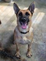 ACE: Anastasia leert snel en is gehoorzaam, Dieren en Toebehoren, Honden | Niet-rashonden, Particulier, Rabiës (hondsdolheid)