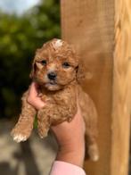 Mini labradoodle pups mini doodle laatste reutje, Dieren en Toebehoren, Honden | Chihuahua's en Gezelschapshonden, Overige rassen