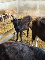 Alpine geit, Dieren en Toebehoren, Schapen, Geiten en Varkens, Vrouwelijk, Geit, 0 tot 2 jaar