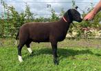 Zwartbles dekrammen NZS geregistreerd, Dieren en Toebehoren, Schapen, Geiten en Varkens, Mannelijk, Schaap, 0 tot 2 jaar