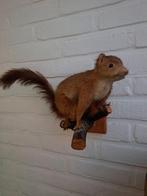taxidermie taxidermy,Opgezette flinke "rode eekhoorn ", Ophalen of Verzenden, Zo goed als nieuw, Wild dier, Opgezet dier