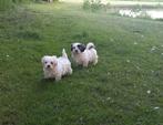 Speelse boomer pups reutjes, Dieren en Toebehoren, Overige rassen, CDV (hondenziekte), 8 tot 15 weken, Meerdere