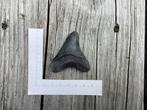 Kleine megalodon, Verzamelen, Mineralen en Fossielen, Ophalen of Verzenden, Fossiel