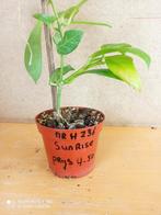 Hoya Sunrise potmaat 8.5 nummer H236, Huis en Inrichting, Kamerplanten, Ophalen of Verzenden, Halfschaduw, Minder dan 100 cm