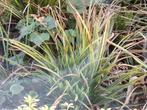 Tuinopruiming: vaste planten, Vaste plant, Halfschaduw, Zomer, Ophalen