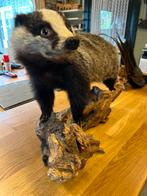 Opgezette das, Ophalen