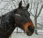 Paardenstalling aangeboden, Dieren en Toebehoren, Weidegang, 1 paard of pony