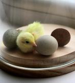 Chinese buton quails, Kleding | Dames, Hoeden en Petten, Ophalen of Verzenden, Zo goed als nieuw