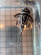 Hyancistrus zebra man (l46), Vis